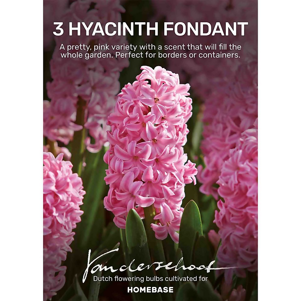 Hyacinth Fondant Plant Bulbs Homebase