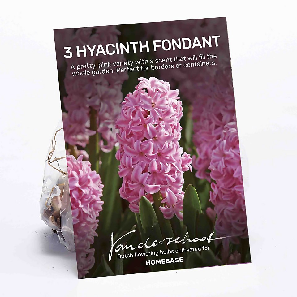 Hyacinth Fondant Plant Bulbs Homebase