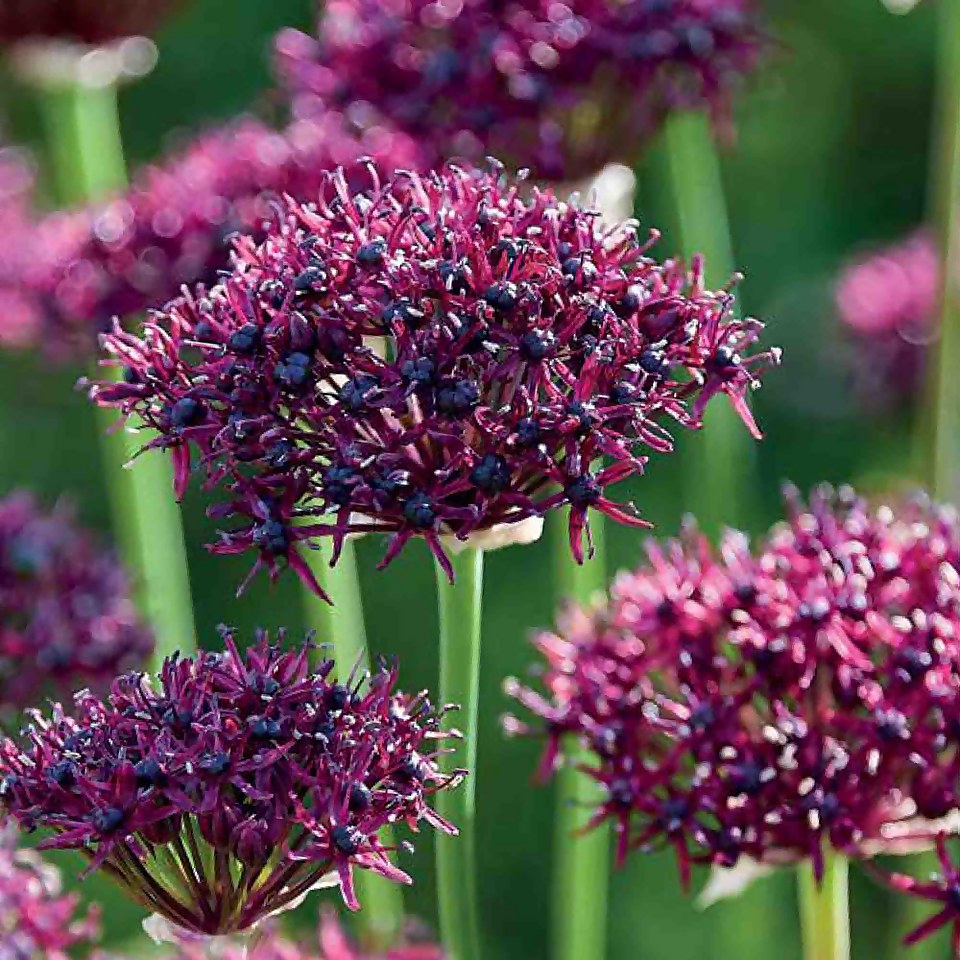 Allium Atropurpureum Plant Bulbs Homebase