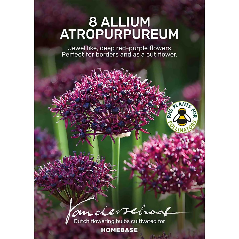 Allium Atropurpureum Plant Bulbs Homebase