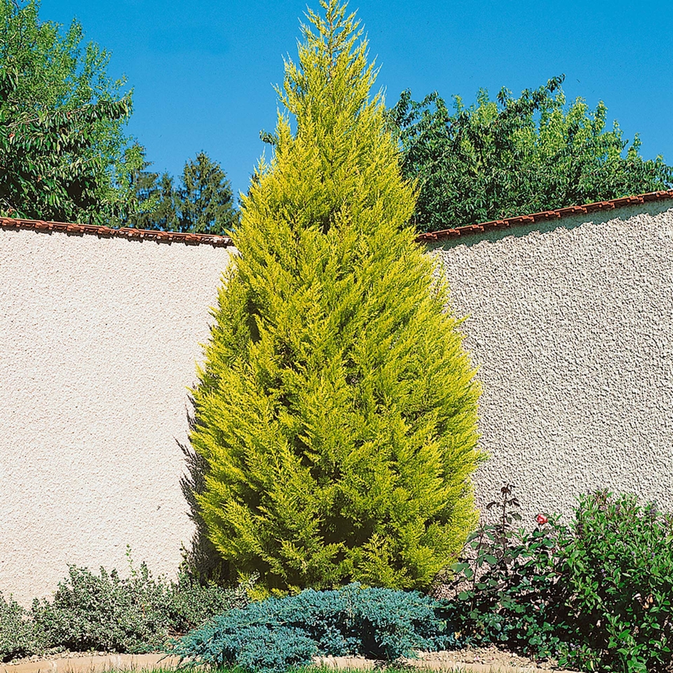 Monterey cypress Goldcrest 'Cupressus macrocarpa Goldcrest' - 10.5cm