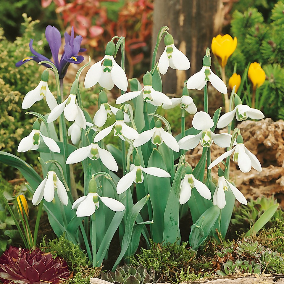 Snowdrop Galanthus Snowfox 1L Homebase