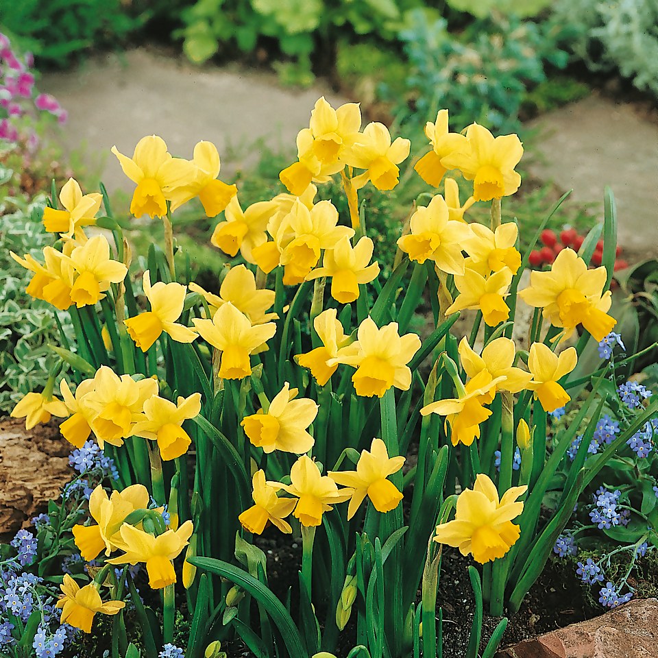 Daffodill Narcissus Mix 1L
