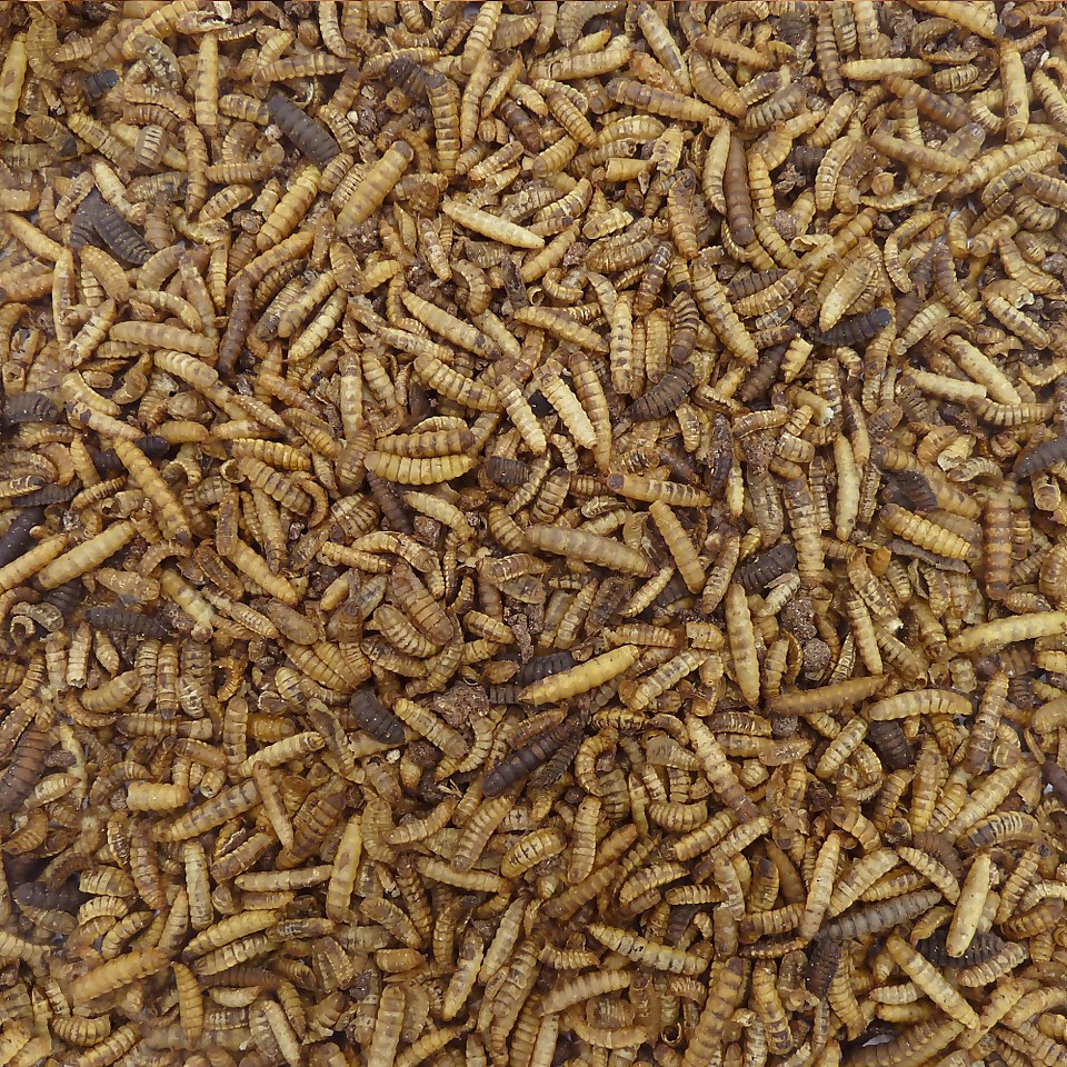 Berry Wild Bird Food Calciworms 1kg Homebase