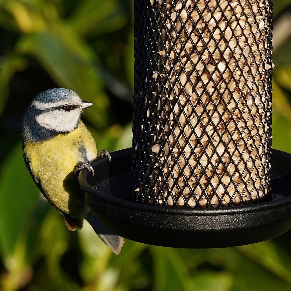 Berry Wild Bird Food Sunflower Hearts 12.55kg Homebase