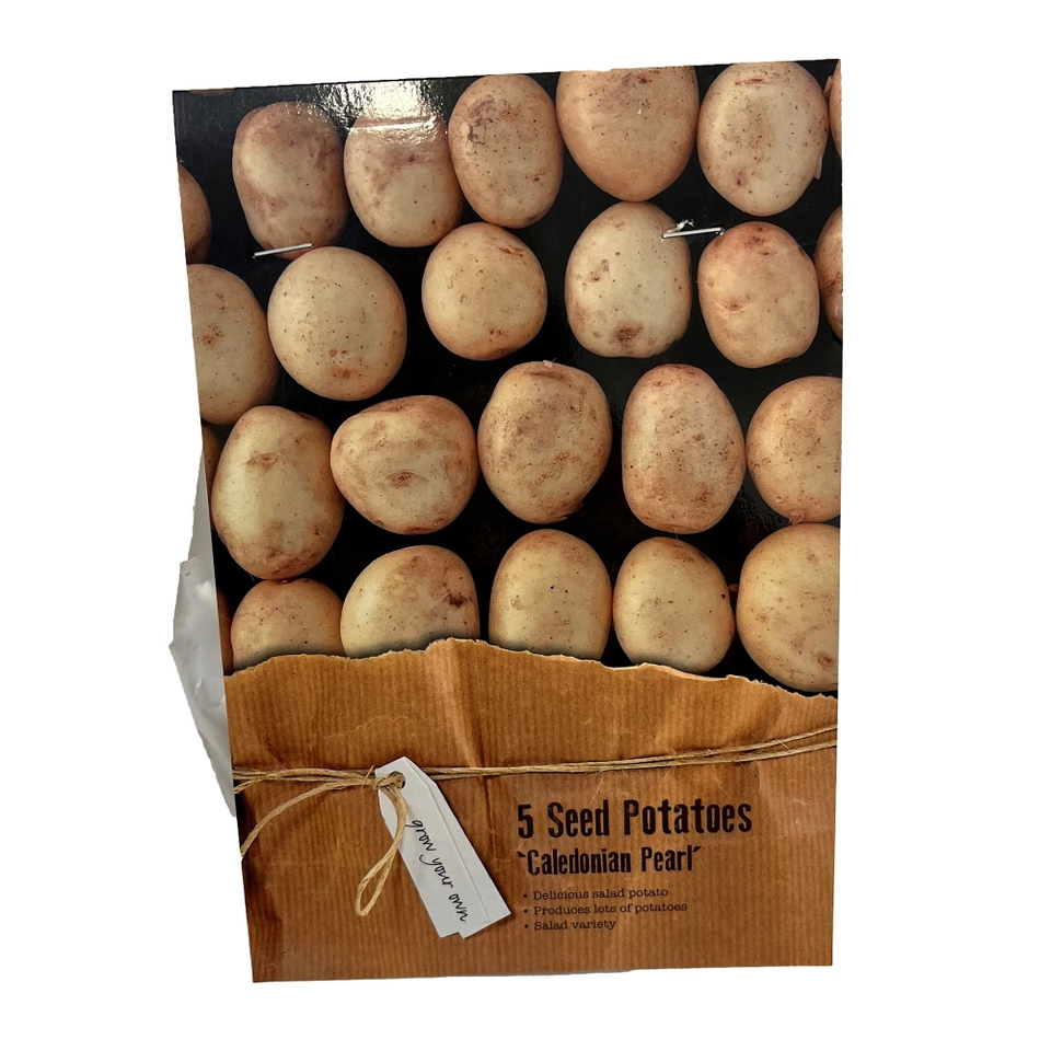 'Caledonian Pearl' Seed Potatoes - 5 Tubers