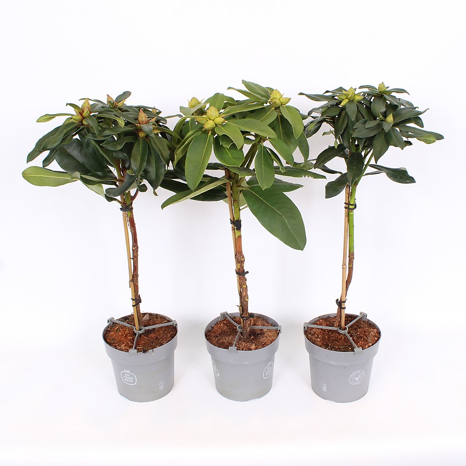 Rhododendron Hybrid mix - 19cm on Standard