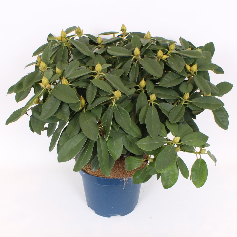 Rhododendron Hybrid mix - 26cm