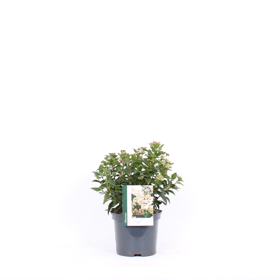 Viburnum tinus - 19cm
