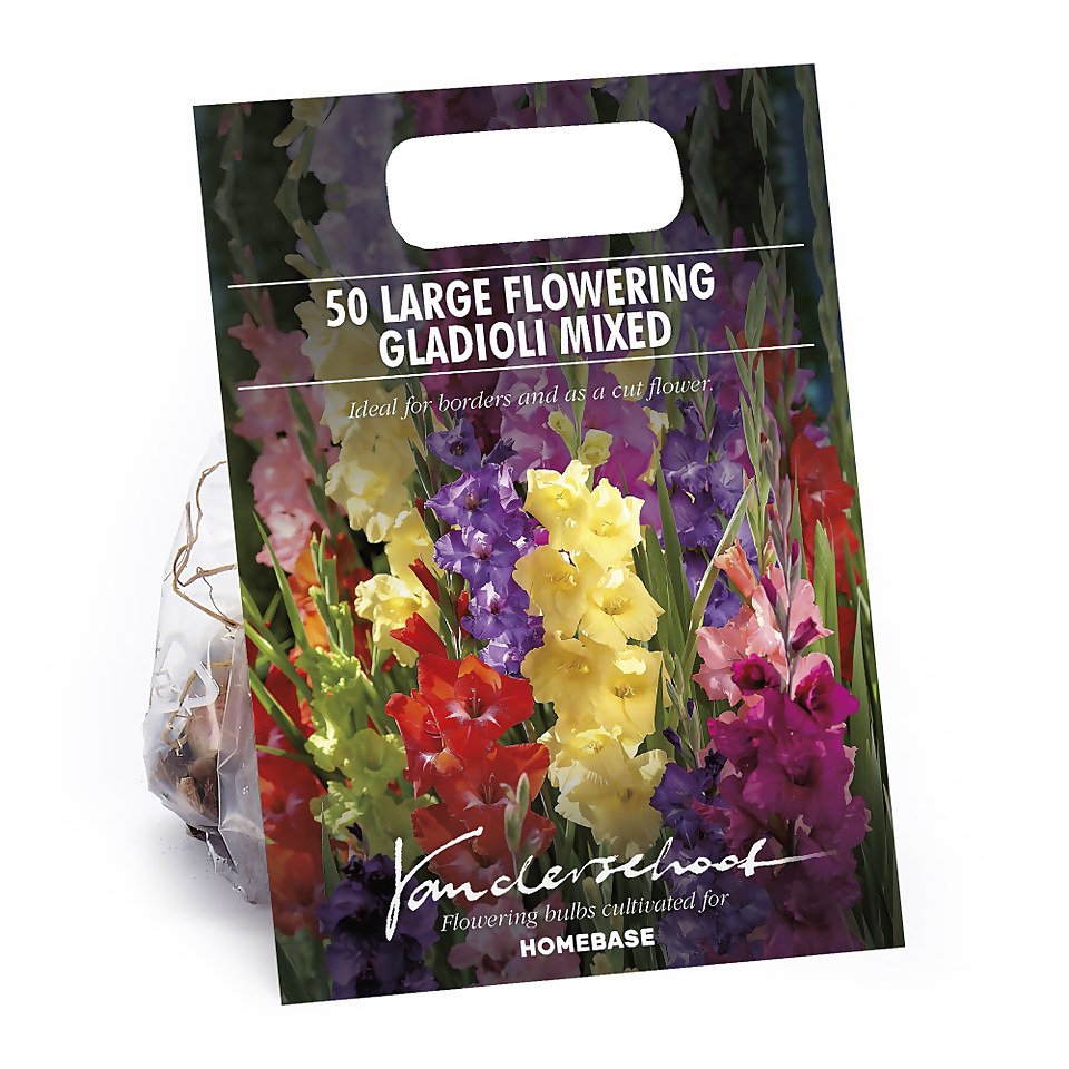 Gladiolus Bright Mixed