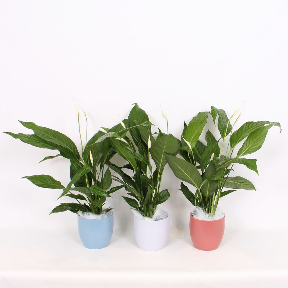 Spathiphyllum (Peace Lily) House Plant in a ceramic pot - 17cm
