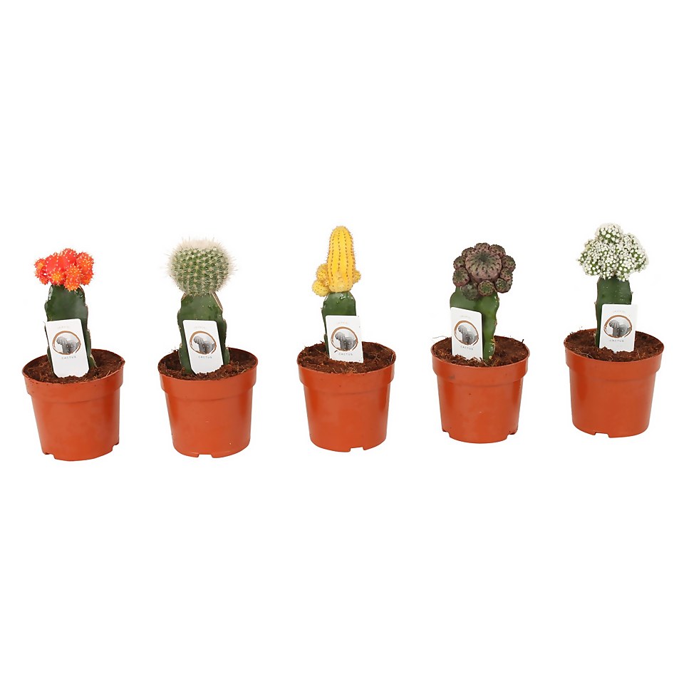 Chin Cactus in different colours and shapes
