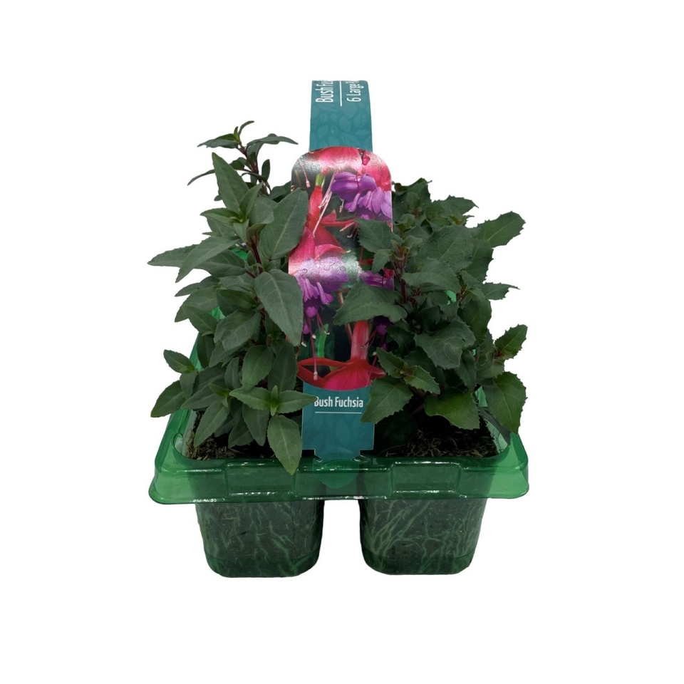 Fuchsia Selection Large 6 Pack Summer Bedding Plant