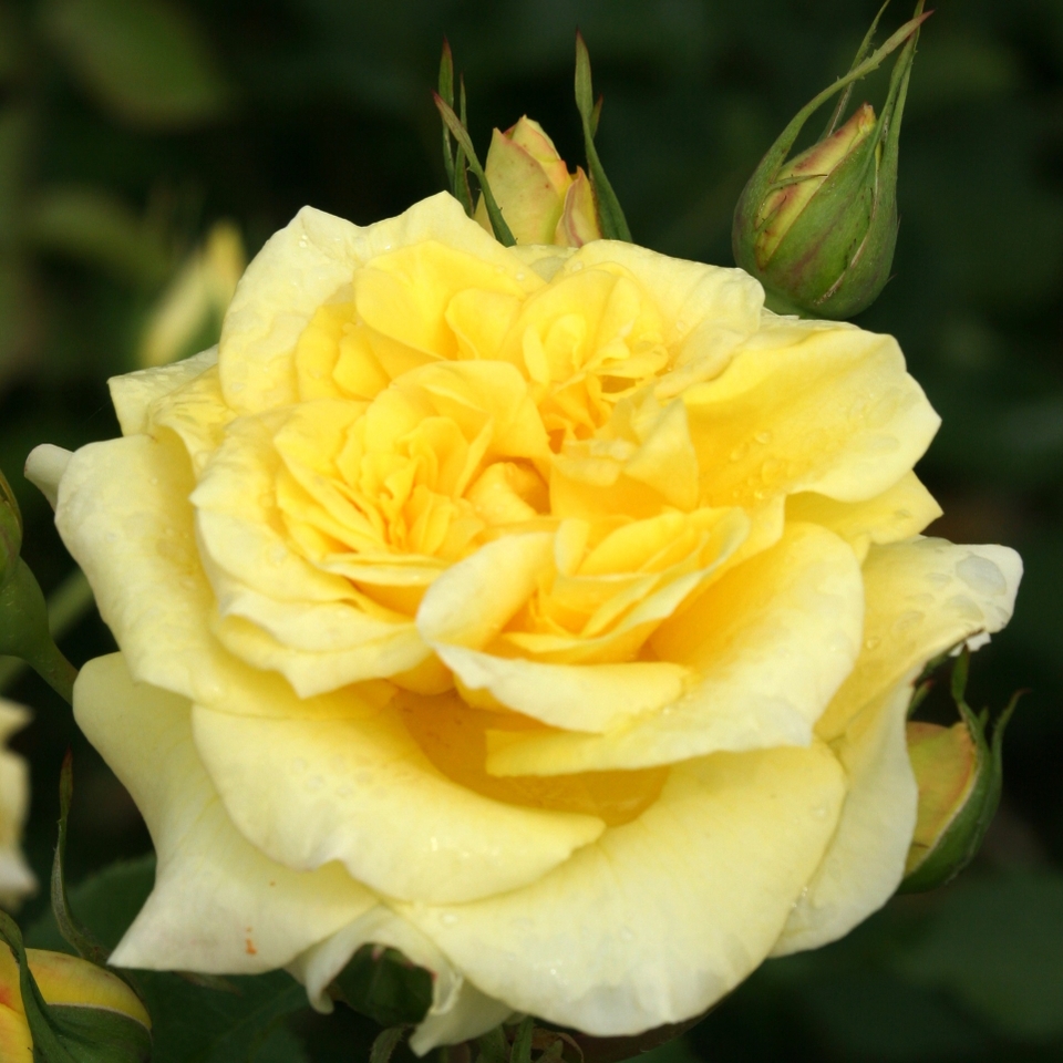 Rose Shrub Yellow mix - 4.5L