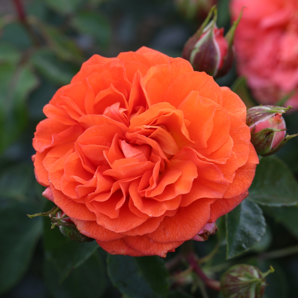 Rose Shrub Orange mix - 4.5L