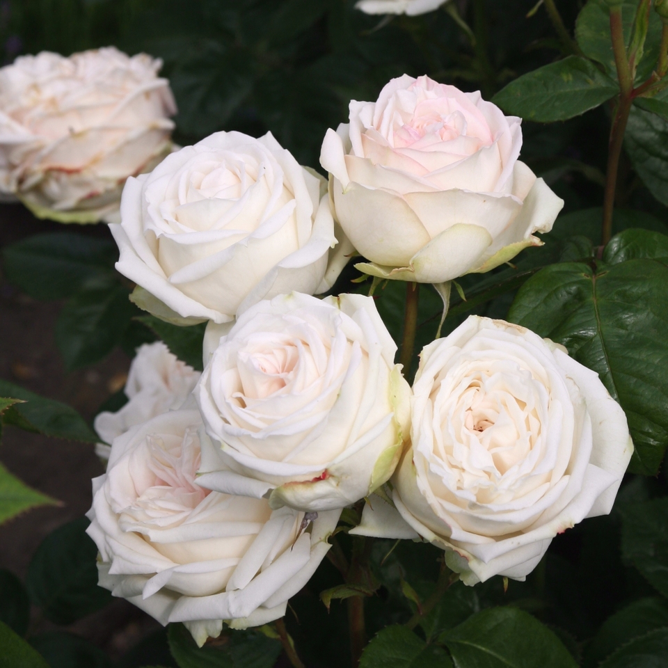 Rose Shrub White mix - 4.5L