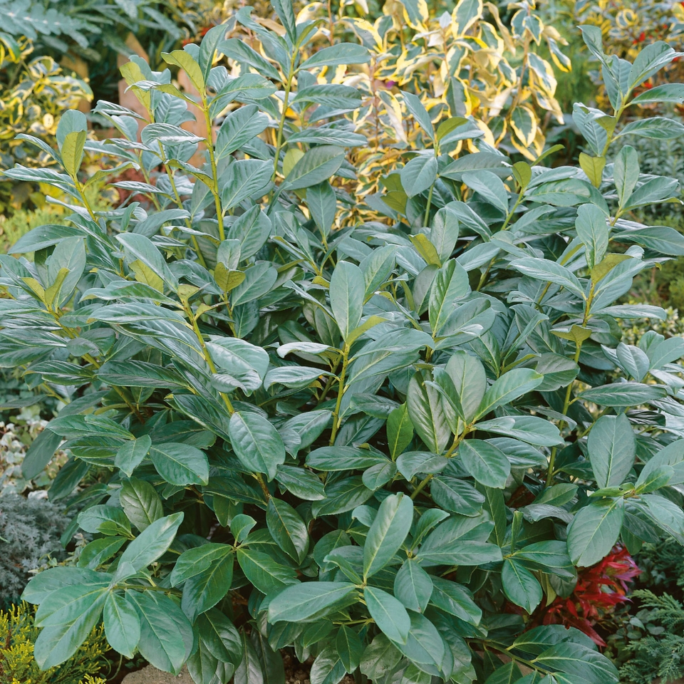 Prunus laurocerasus Rotundifolia - 5L Bush