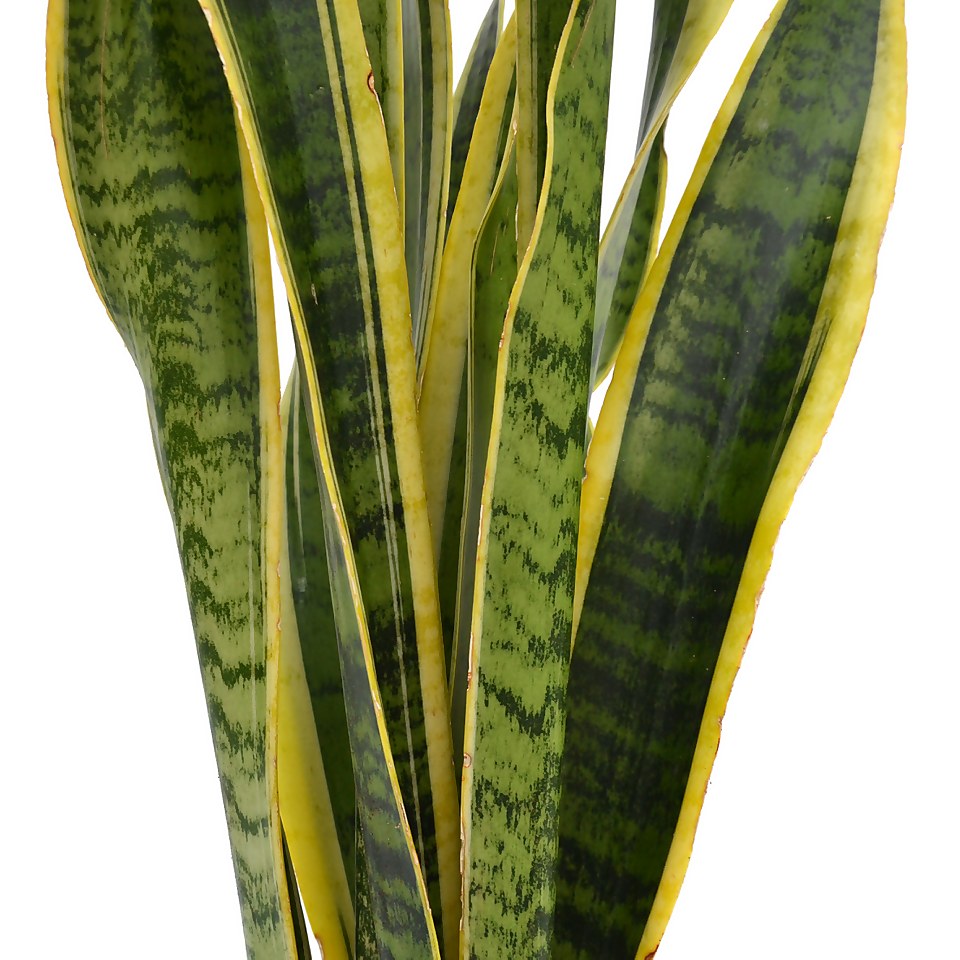 Sansevieria trifasciata Laurentii (Mother in Law's Tongue or Snake Plant) in 19cm Pot