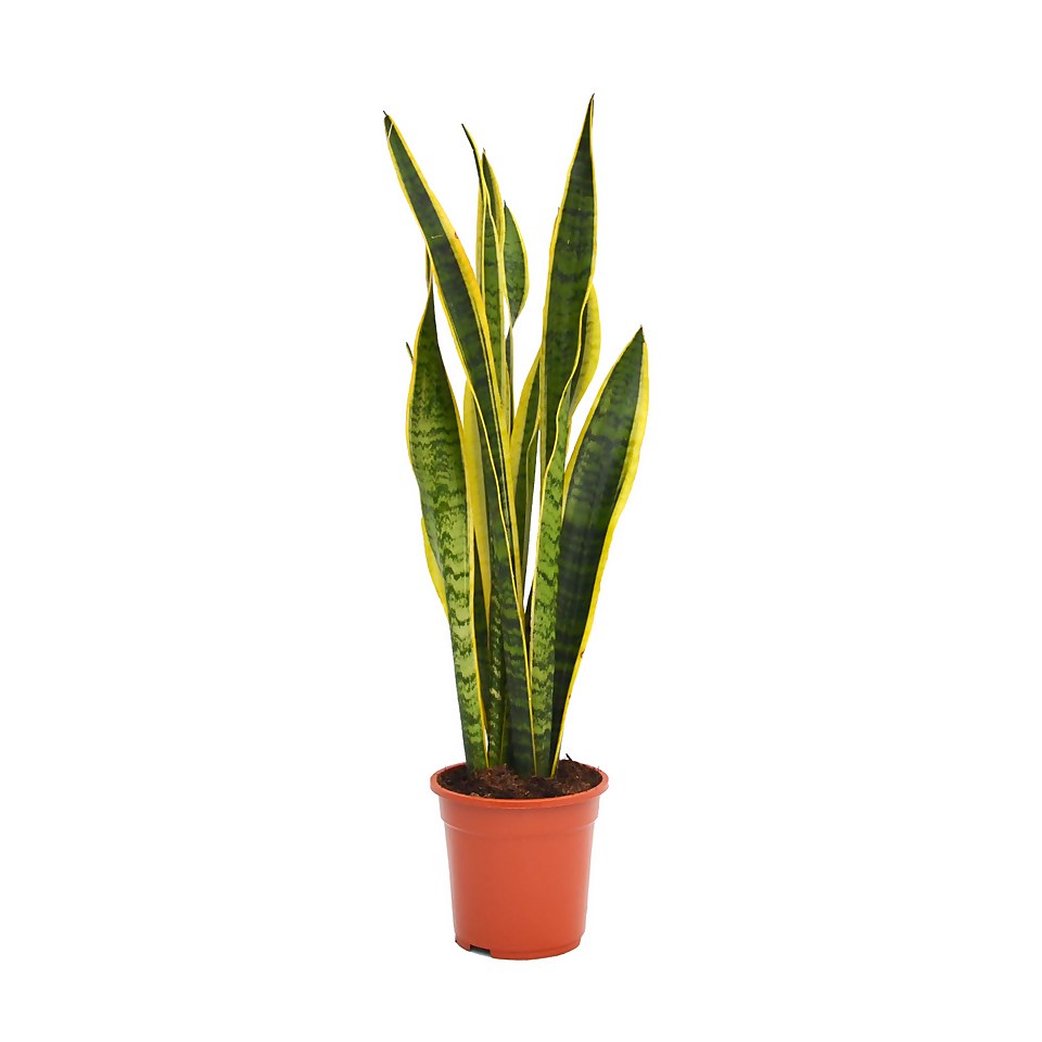 Sansevieria trifasciata Laurentii (Mother in Law's Tongue or Snake Plant) in 19cm Pot
