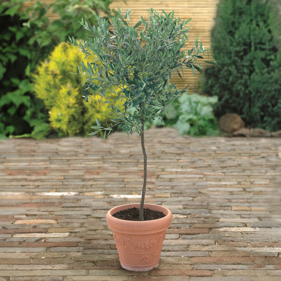 Olive Tree Mini Standard - 17cm (Northern Ireland only) | Homebase