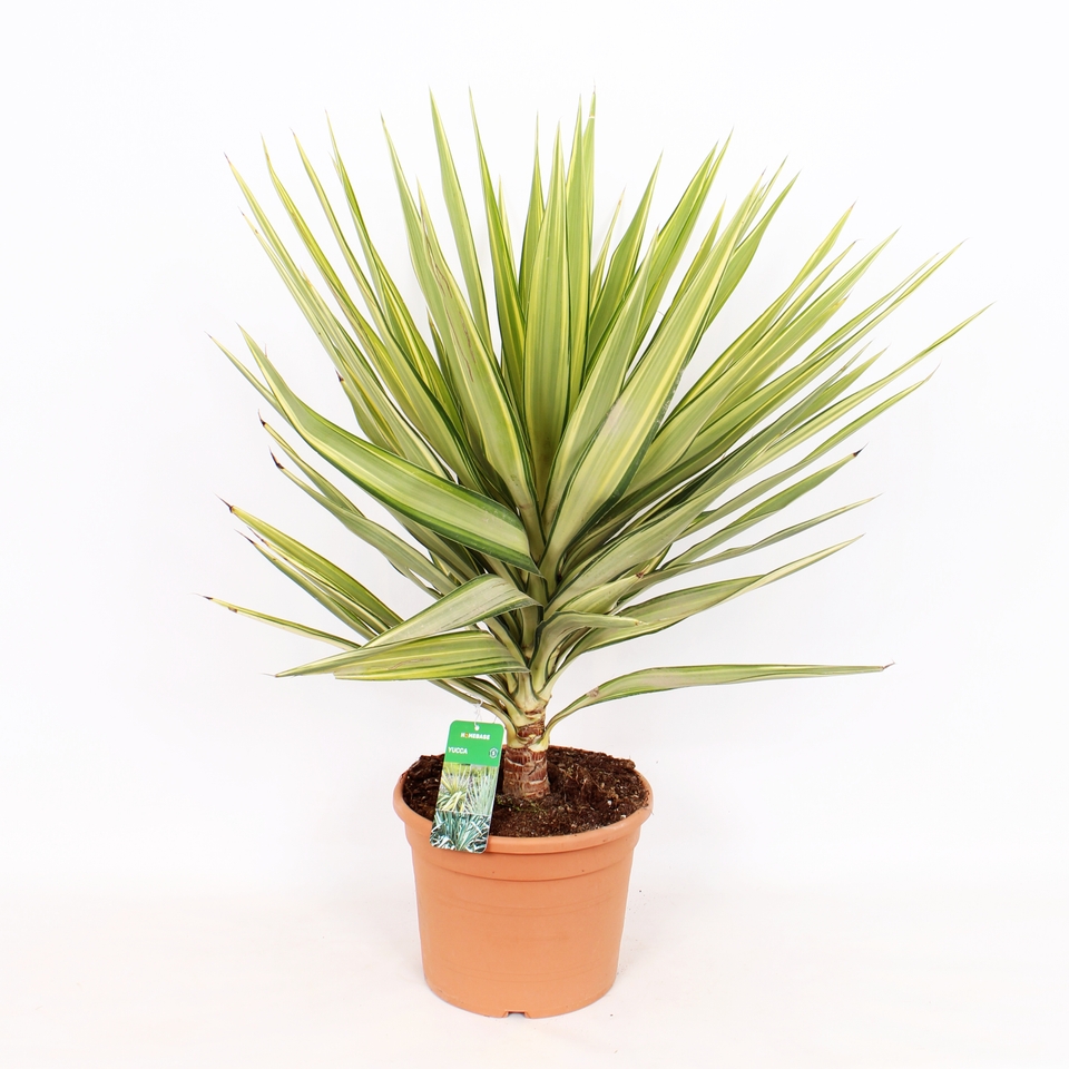 Yucca mix 25cm/10L (Northern Ireland only) Homebase