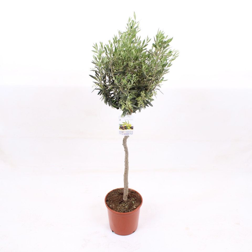 Olive Tree Large Standard 25cm/10L (Northern Ireland only) Homebase