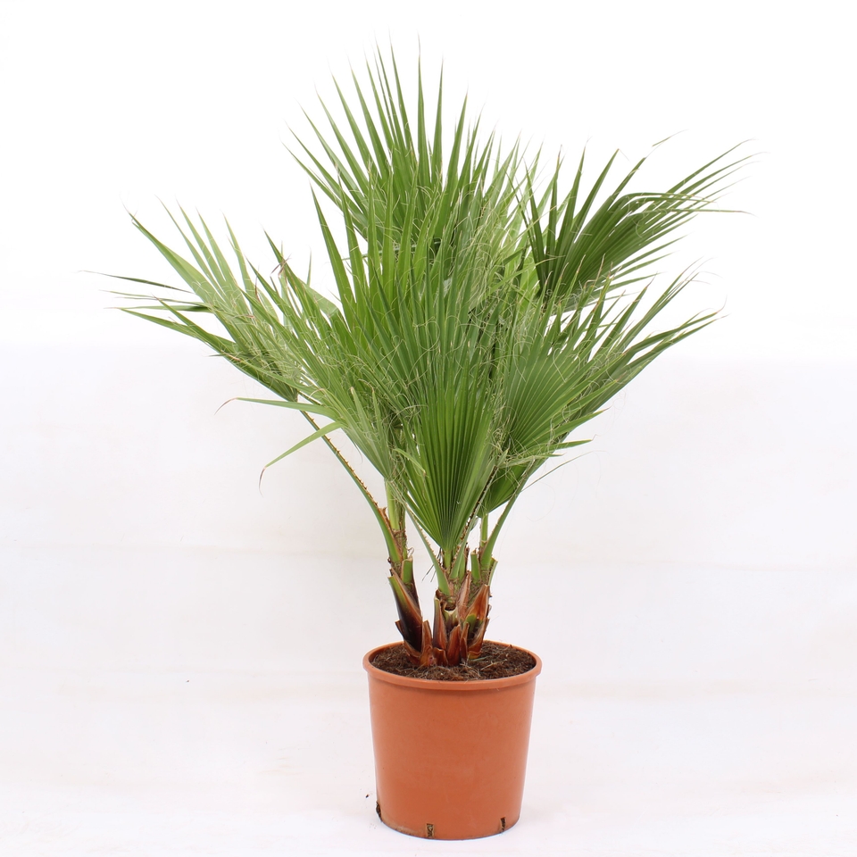 Washingtonia robusta (Mexican Fan Palm) - 15L (Northern Ireland only)