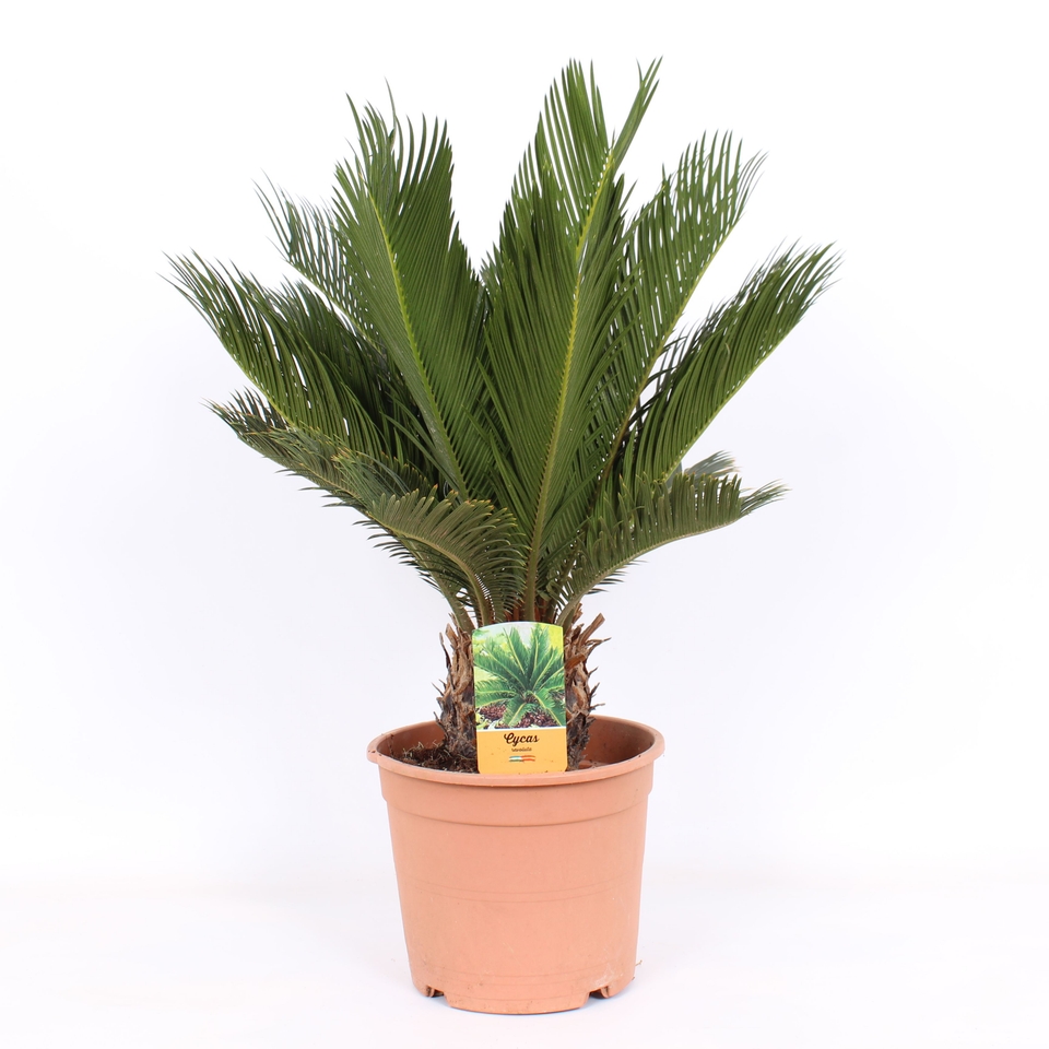 Cycas revoluta (Sago Palm) 22cm (Northern Ireland only) Homebase