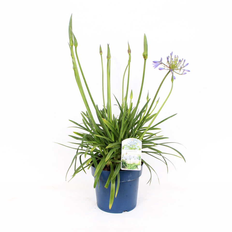 Agapanthus mix - 23cm (Northern Ireland only)