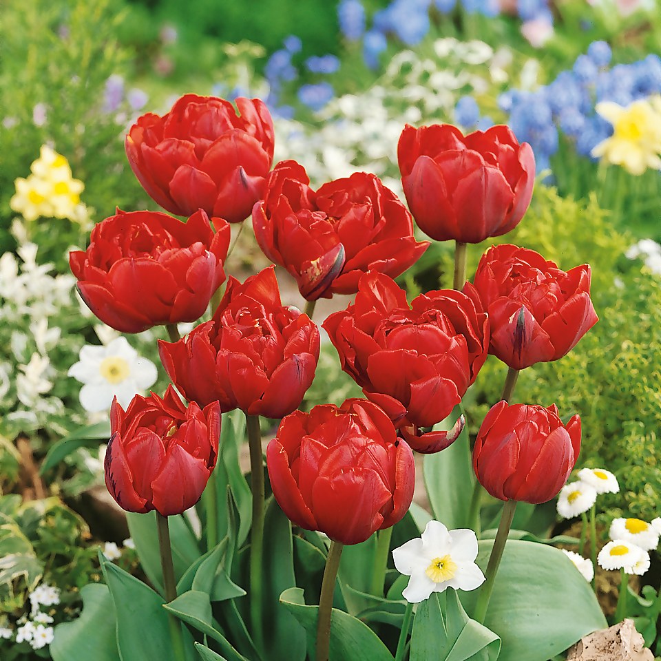Tulip Collection Patio Planter 3L