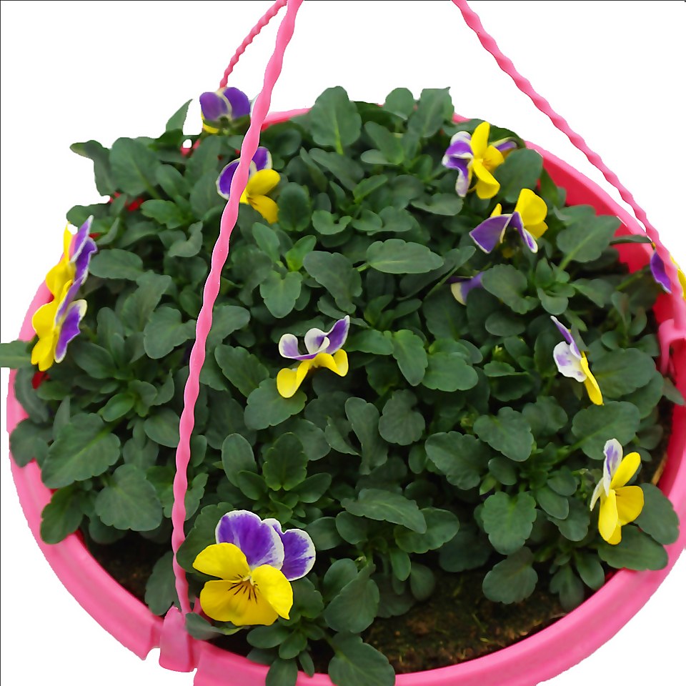 Pansy/Viola Coloured Spring Hanging Pot 25cm
