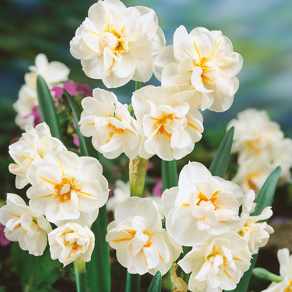 Daffodil Narcissus Collection Patio Planter 3L