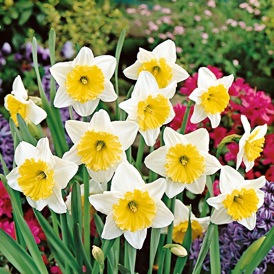 Daffodil Narcissus Collection Patio Planter 3L | Homebase