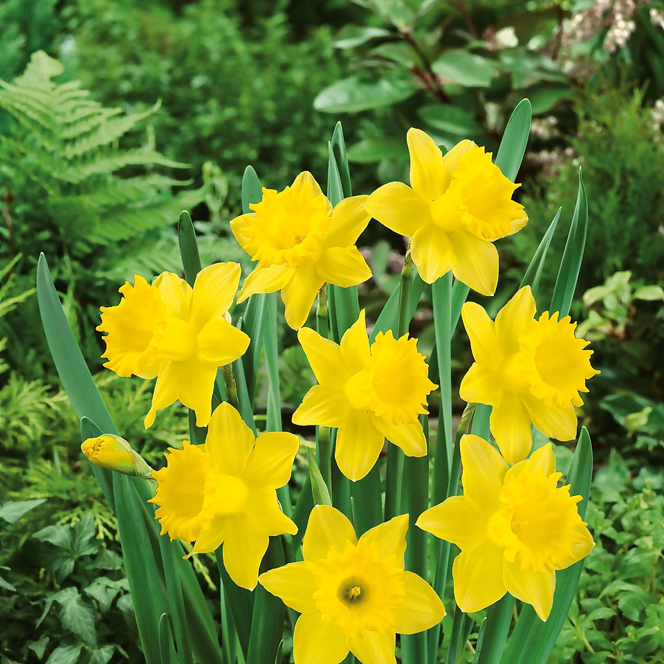 Daffodil Narcissus Collection Patio Planter 3L
