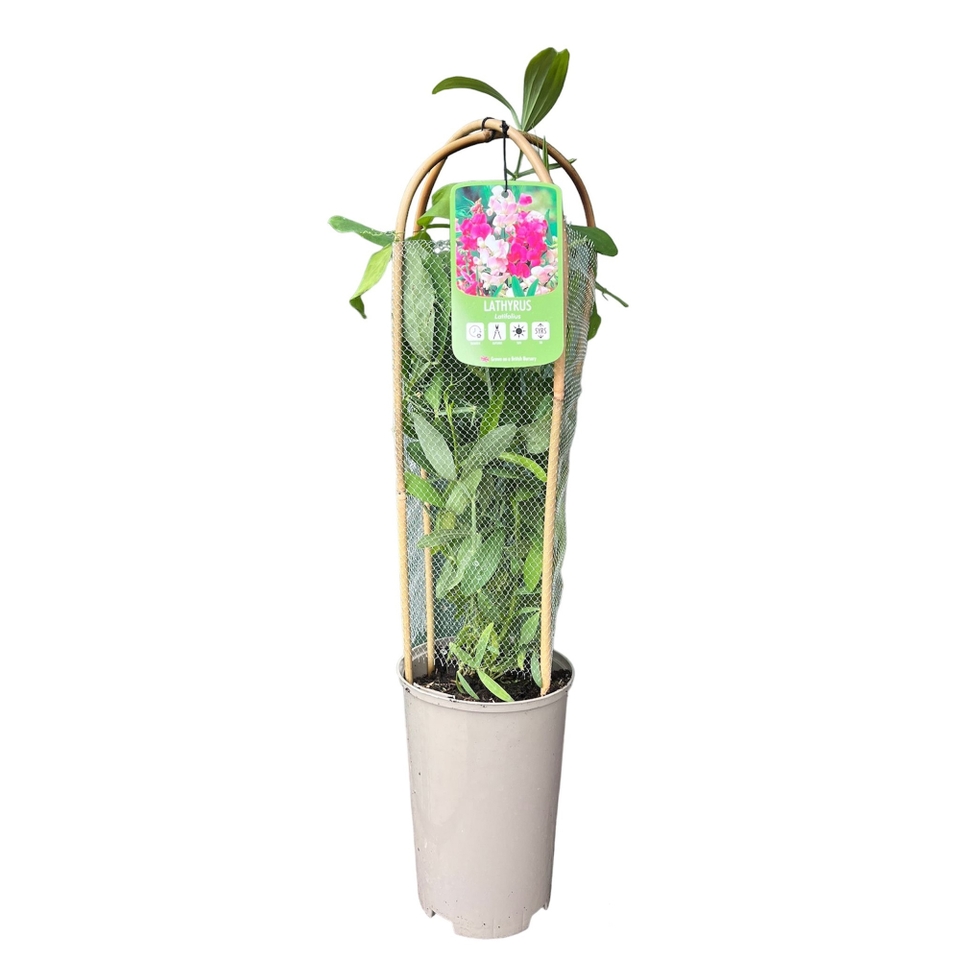 Perennial Sweet Pea (Lathyrus) mix - 2.5L Double Hoop