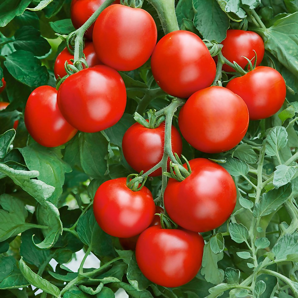 Tomato Shirley - Vegetable 9cm