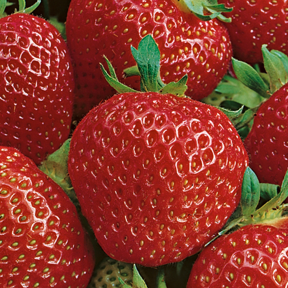 Strawberry Elsanta - 6 pack