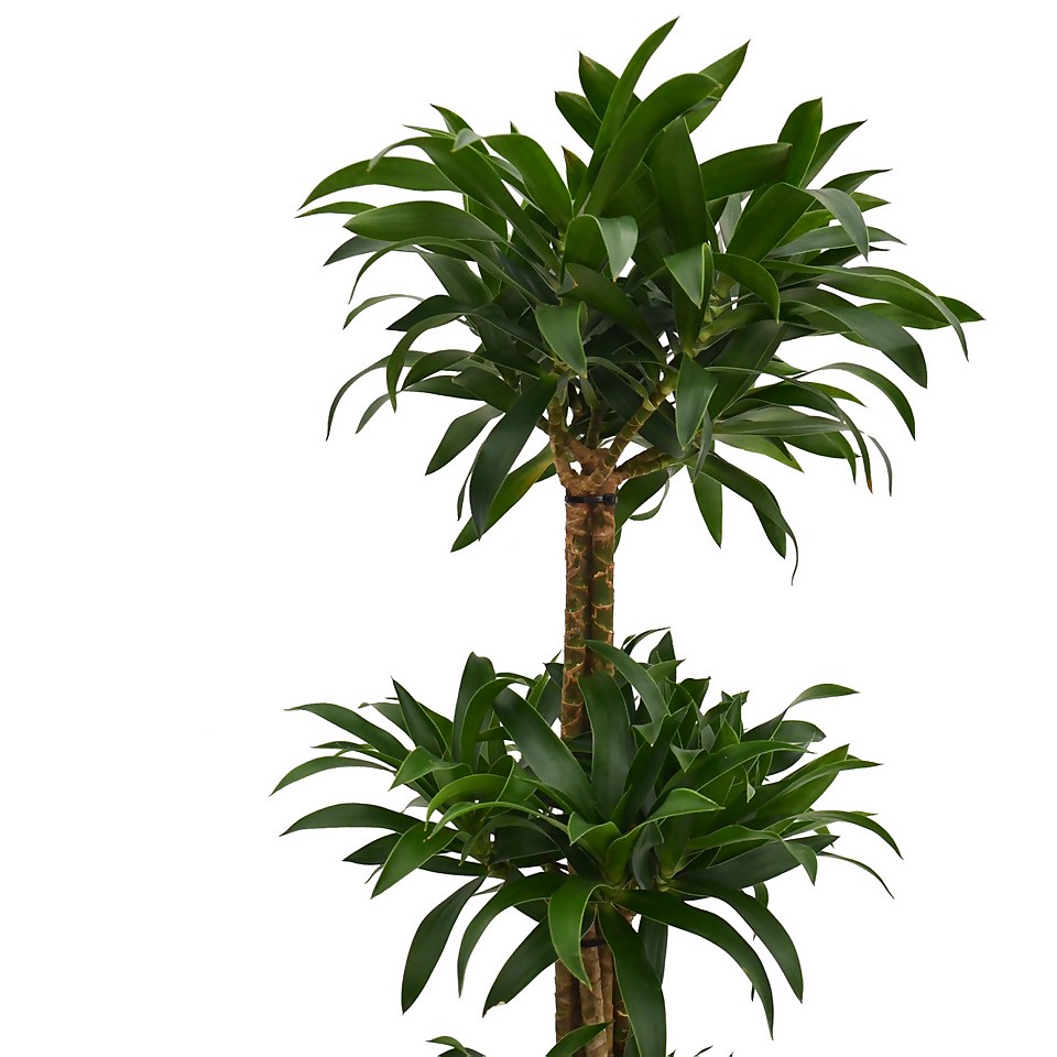 Song of Jamaica (Pleomele) Homebase