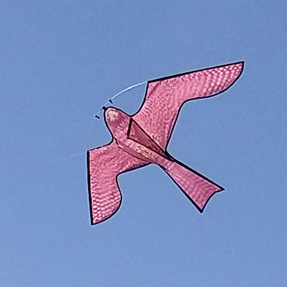 The Big Cheese Hawk Kite - Humane Effective Bird Scarer for Buildings & Gardens