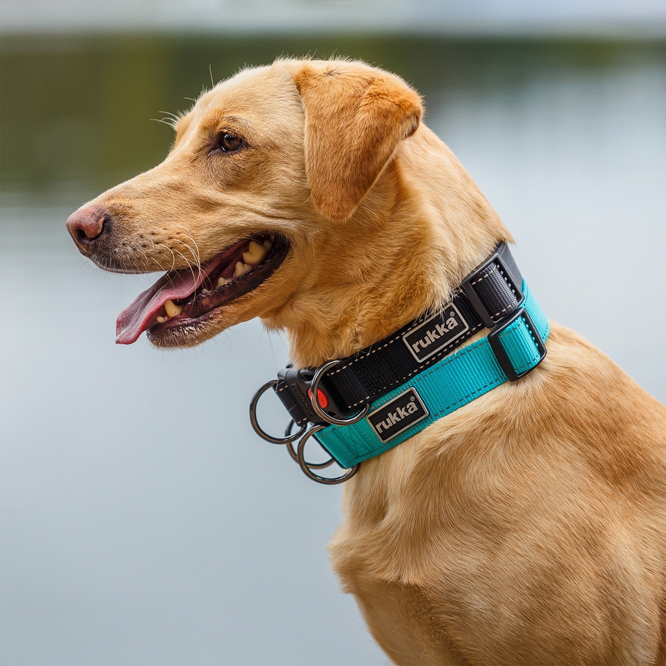 Bliss Collar - Turquoise