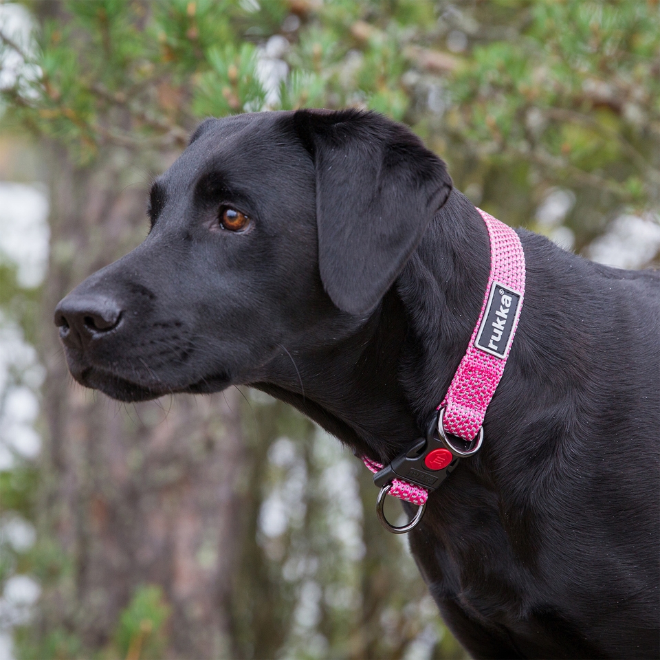 Star Collar - Raspberry