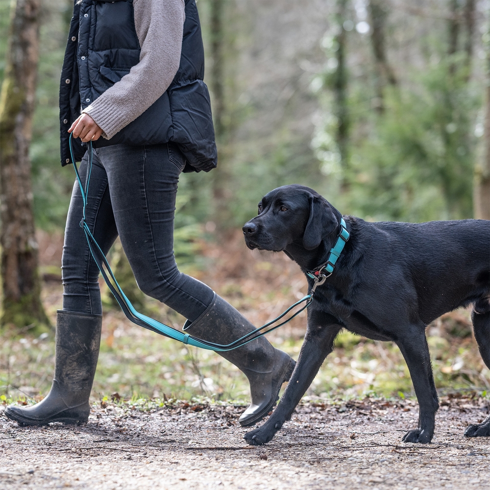 Solid Leash - Turquoise