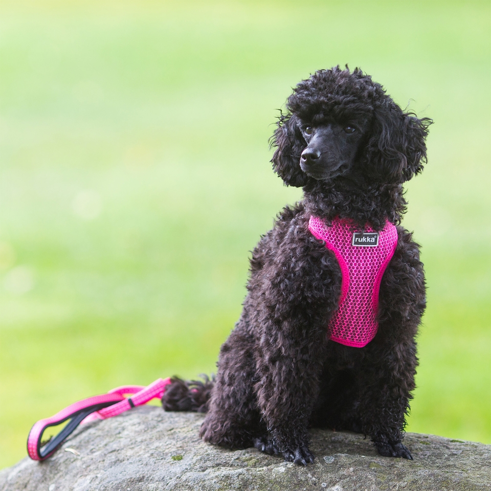 Comfort Air Harness - Raspberry