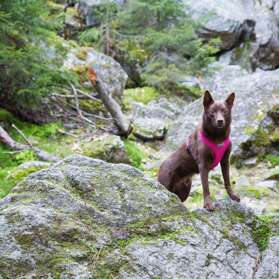 Comfort Air Harness - Raspberry