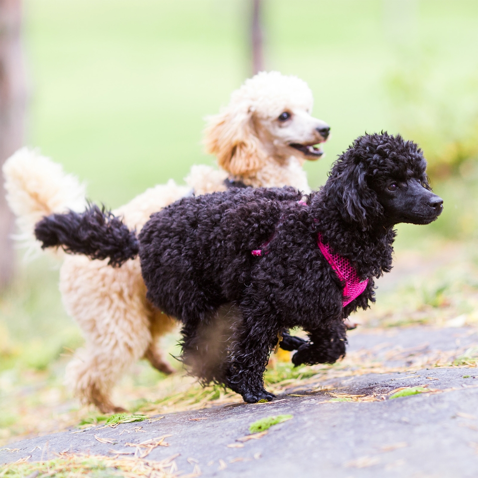 Comfort Air Harness - Raspberry