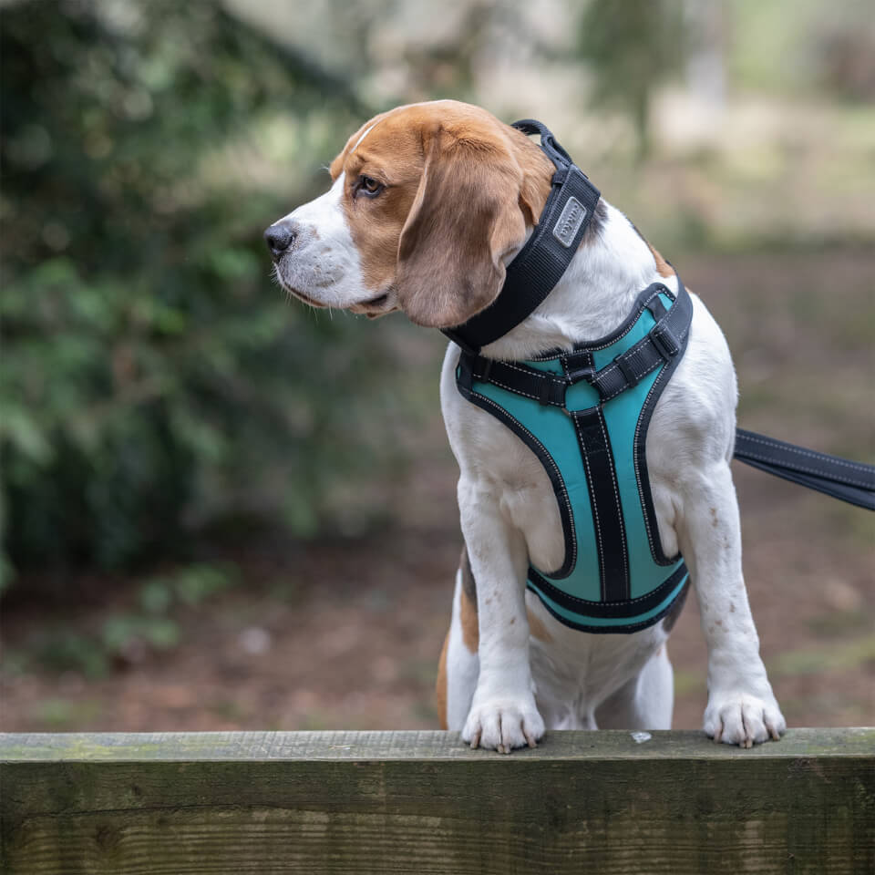 Solid Harness - Turquoise