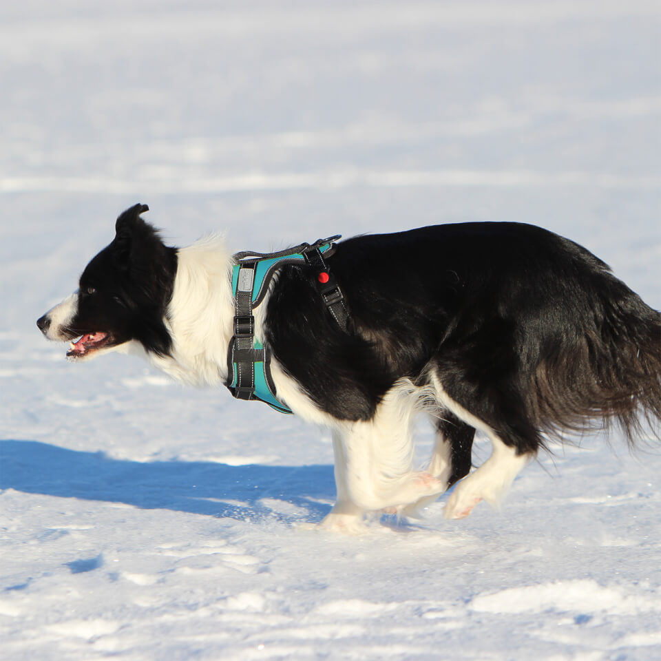 Solid Harness - Turquoise