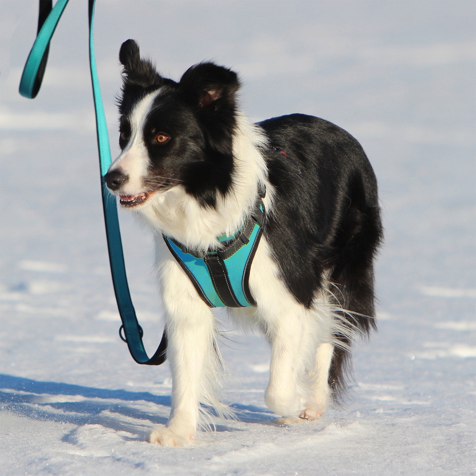 Solid Harness - Turquoise