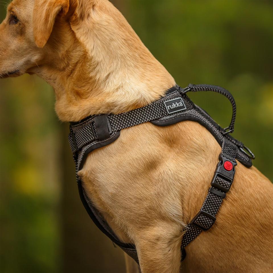 Star Harness - Black
