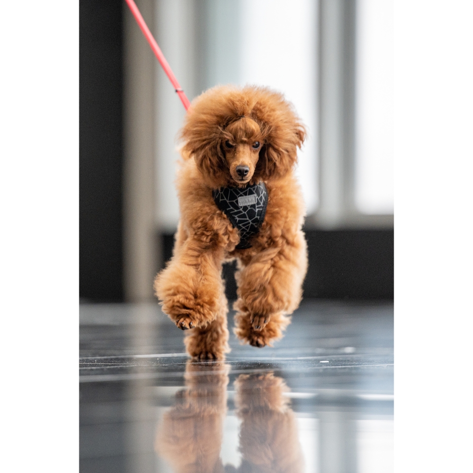Cube Mini Harness - Classic Red